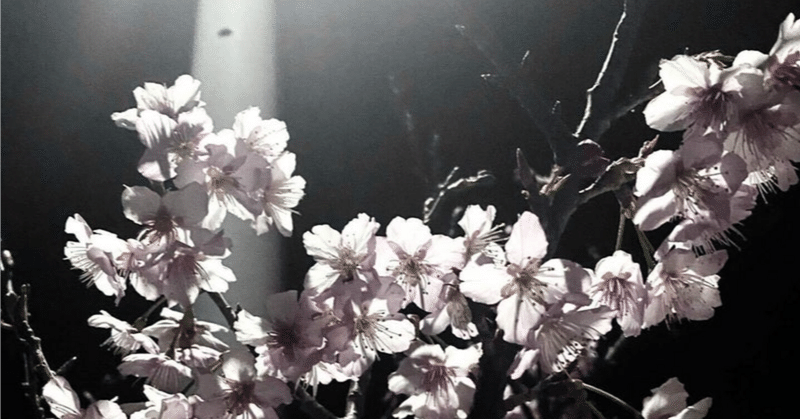 [詩]「愛おしきあの夜桜へ」　#シロクマ文芸部