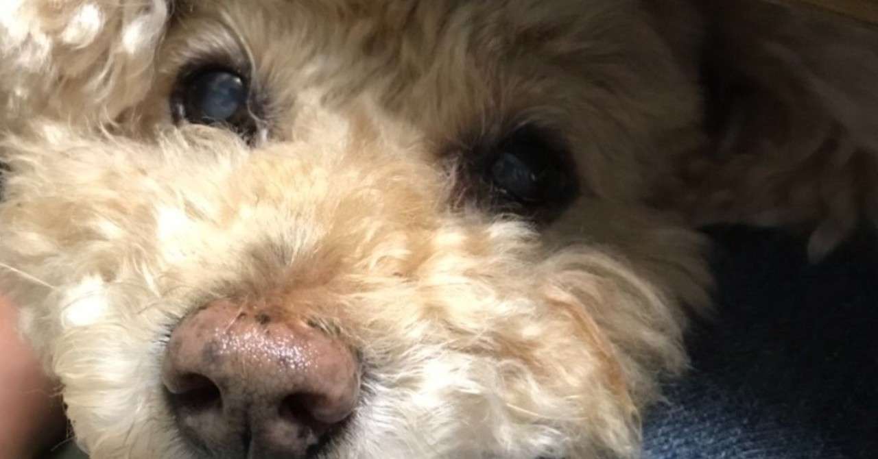 犬が好き べ Note