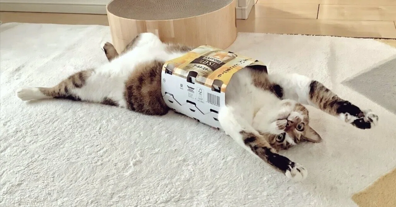 この着こなし方を見よ！」ビール缶のパックを身につけて誇らしげな猫 