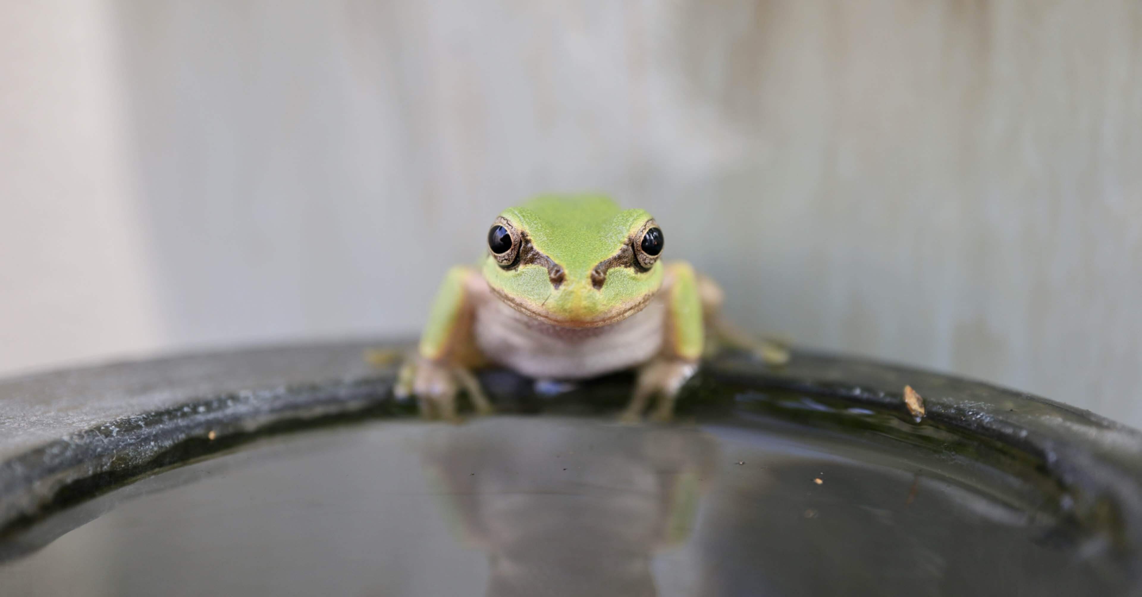 アマガエルセラピー 03｜久保カエル