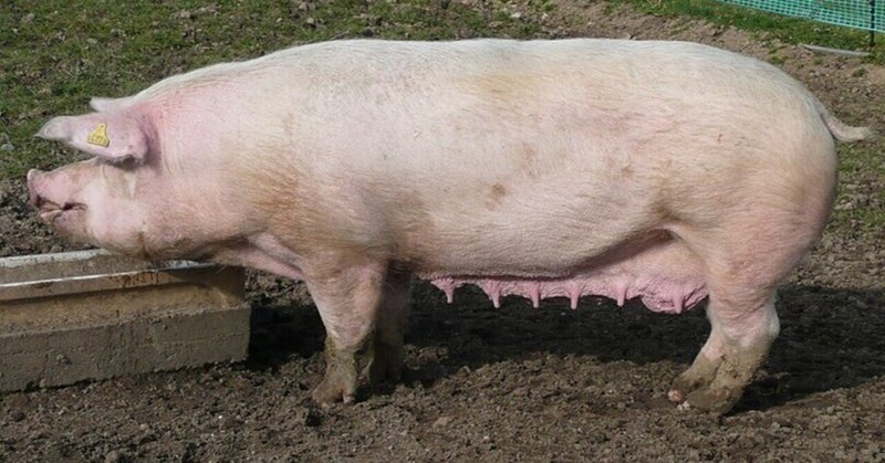 「豚の福祉」に波紋　肉販売規制に生産者悲鳴　米　の時事通信記事について