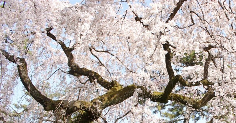 京都の桜のおはなし　【前編】南北朝の桜
