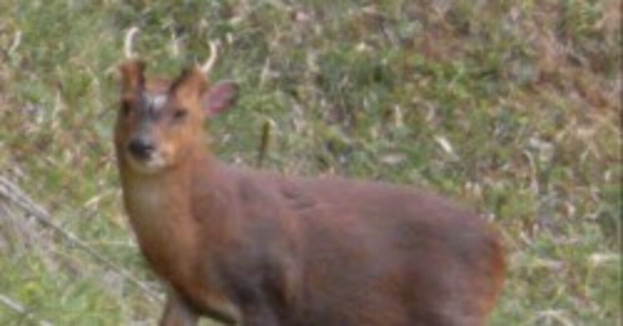 キョン大繁殖😱なら食べちゃえ🍖|TASEI ☆フォロバ100 ☆ キョン大繁殖😱なら食べちゃえ🍖|TASEI ☆フォロバ100 ☆