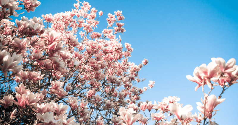 桜色のロケット #シロクマ文芸部