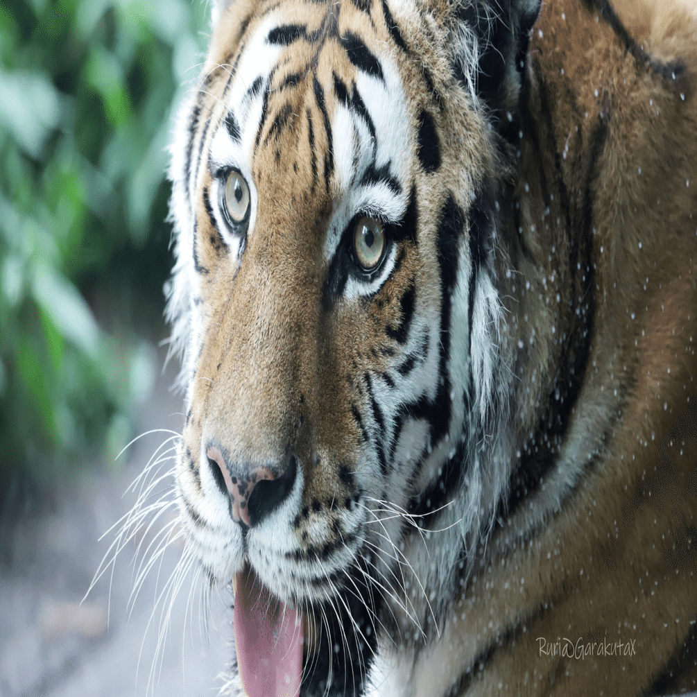 ライフ・オブ・パイ/トラと漂流した227日』起きたことは起きたこと