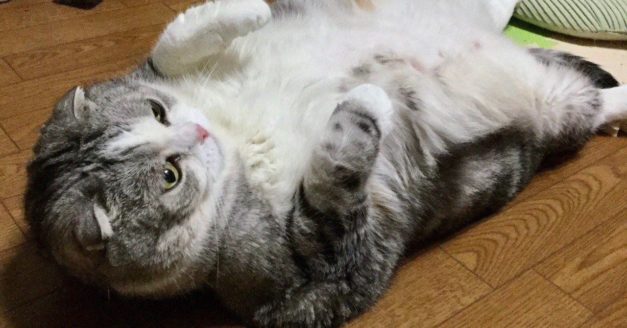 今年もここまで駆け足で来てしまった｜新岡浩美