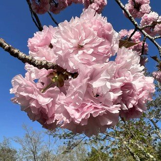 衣桜