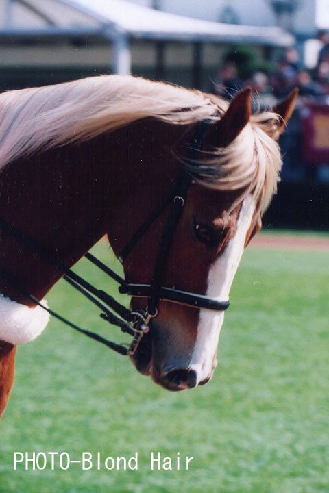 尾花栗毛 Album Vol 01 馬画人 まがじん Note