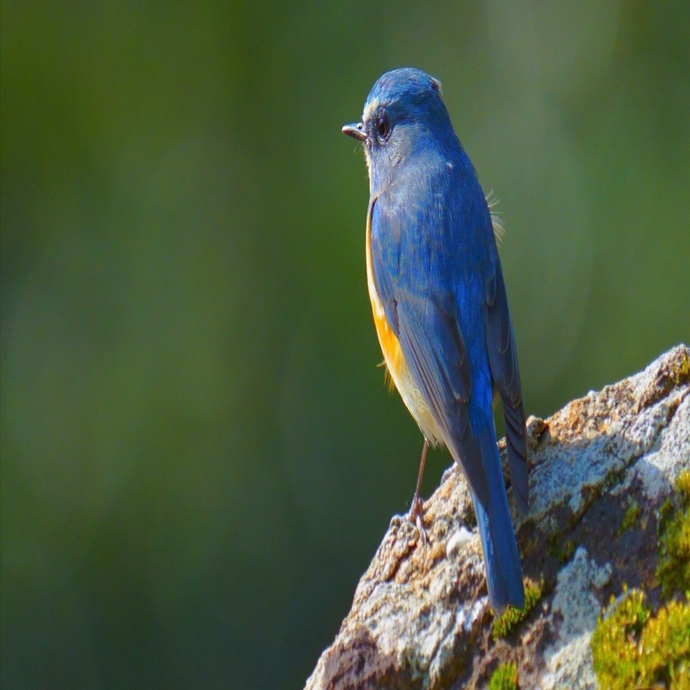 ルリビタキ(瑠璃鶲)｜Miya