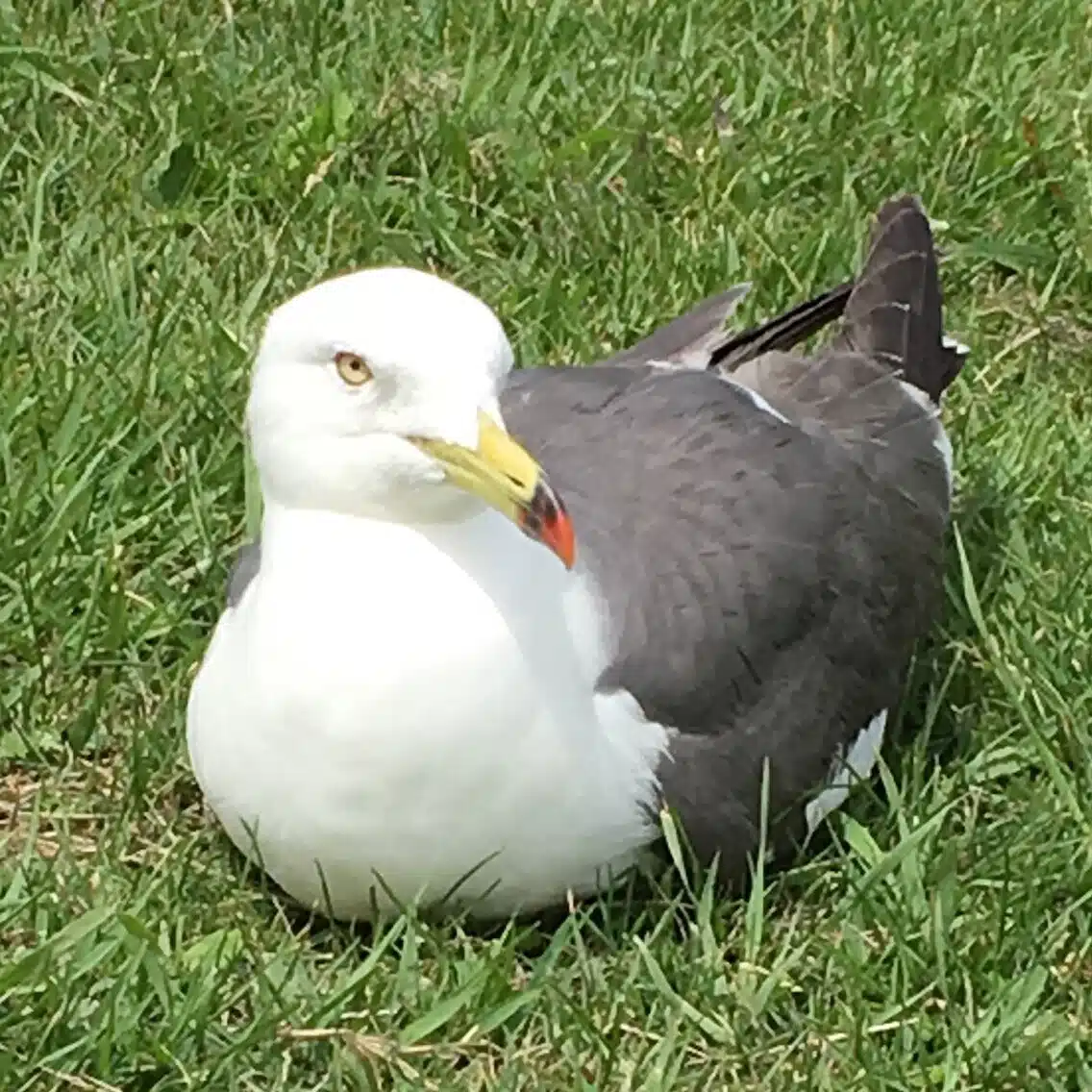 米谷 涼