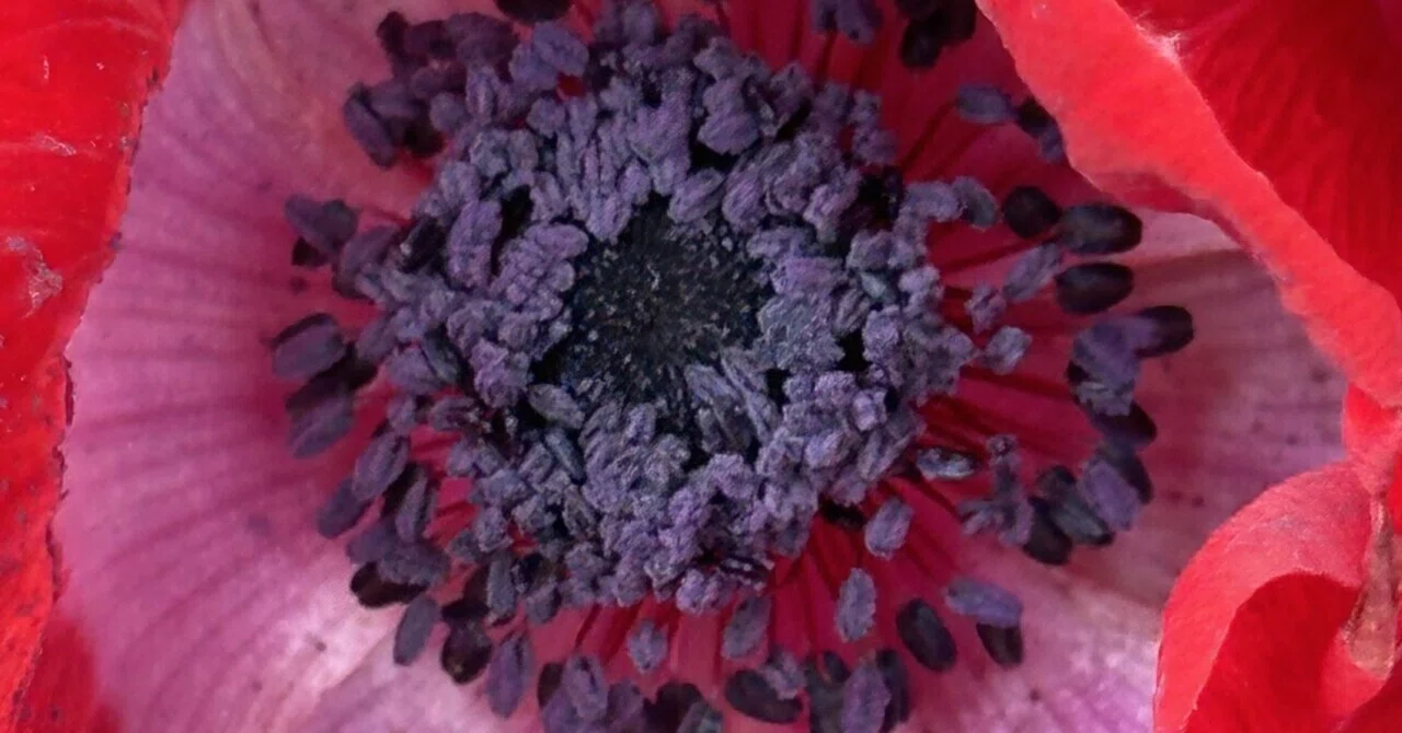 ANEMONE｜EGGSEED