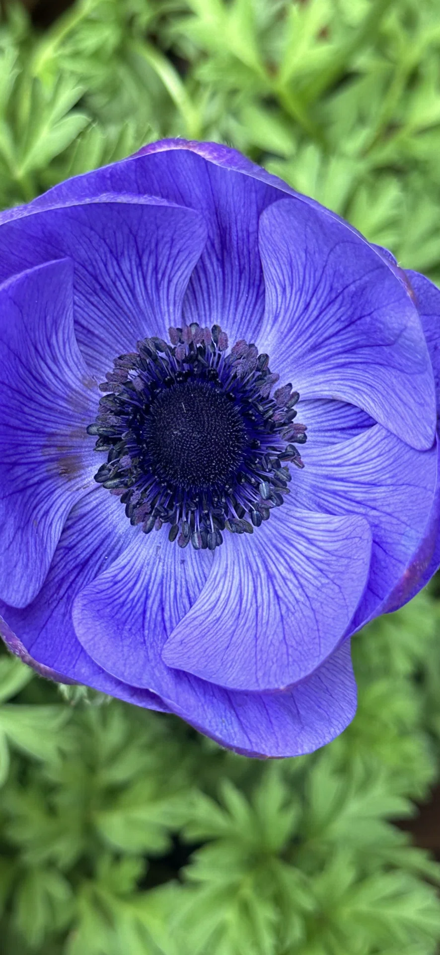 ANEMONE｜EGGSEED