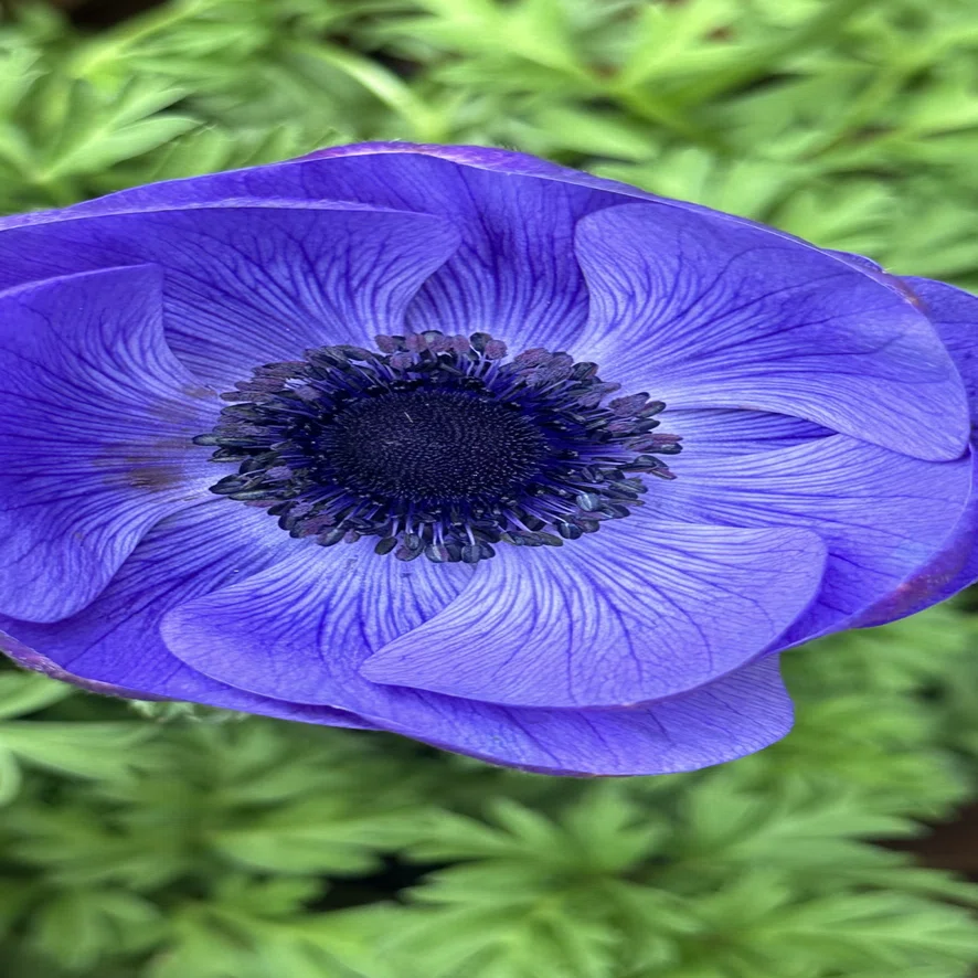 ANEMONE｜EGGSEED