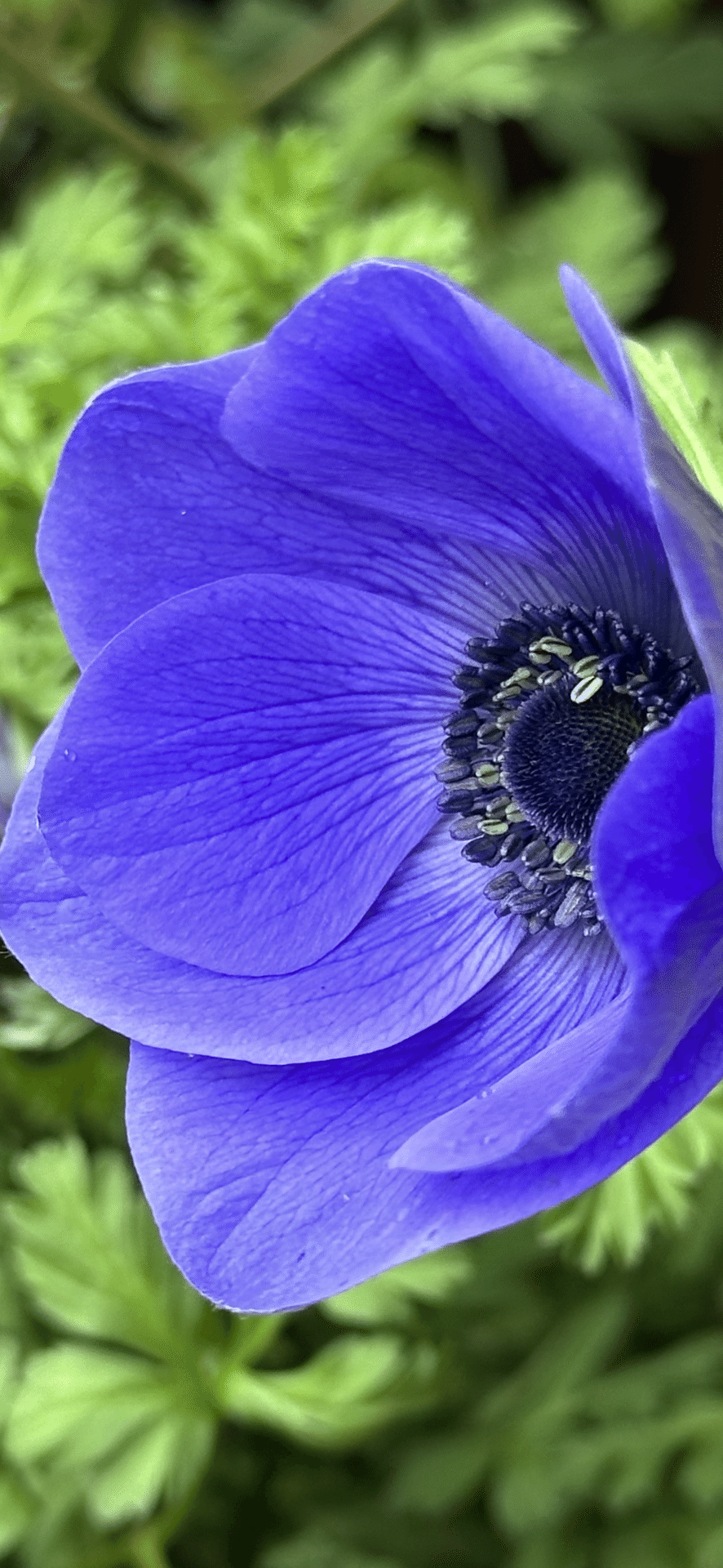 ムラサキの魅惑なアネモネ ムラサキの魅惑なアネモネ 直前】アネモネ ミストラルボルドー(濃い紫