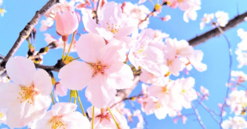 春分次候　桜始開　さくらはじめてひらく