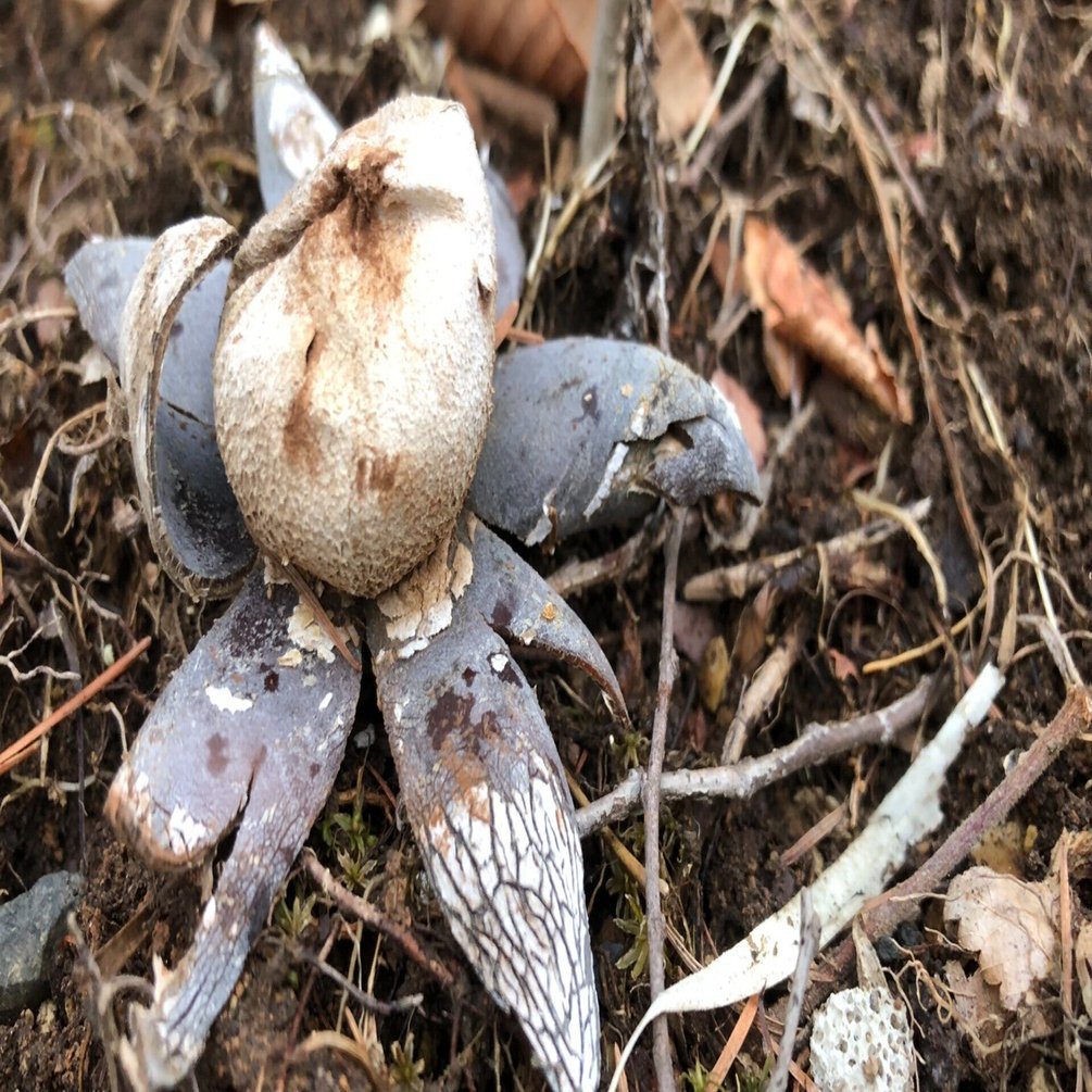 こんな異形の物が庭にあるなんて（ツチグリ）｜ハセQ - 八ヶ岳を