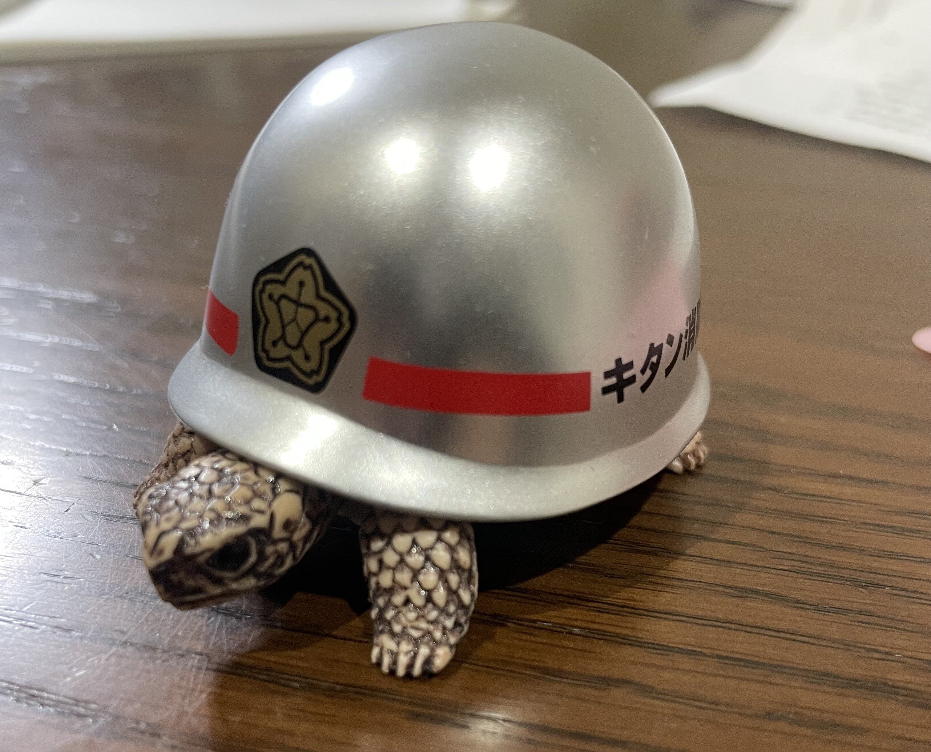 ヘルメットをかぶったカメです。 みなさん、自転車に乗る時は