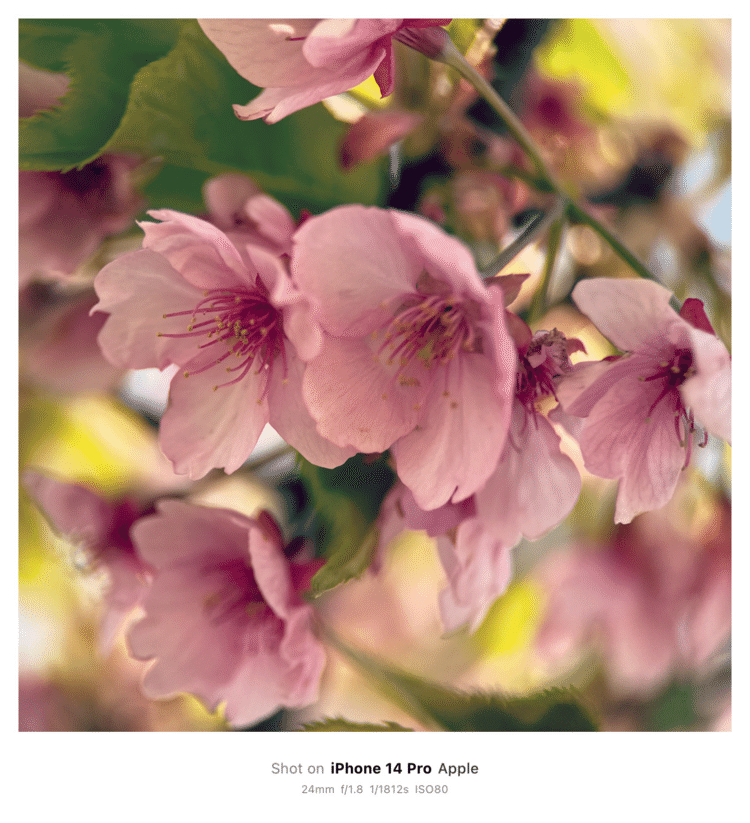 #そのへんの3cm vol.2523 iPhoneでマクロ連載#河津桜 かな早咲きの桜がちらほら。並木が賑やかになるのはもちろん仄かに桜の香りが漂ってくる。桜餅 食べたい#バラ目バラ科サクラ属 