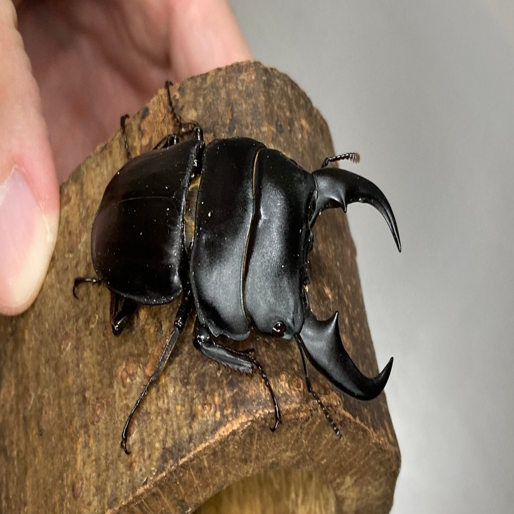 ミークヒラタクワガタ(亜種delislei) 飼育記#1｜ヤヴカラヴォー
