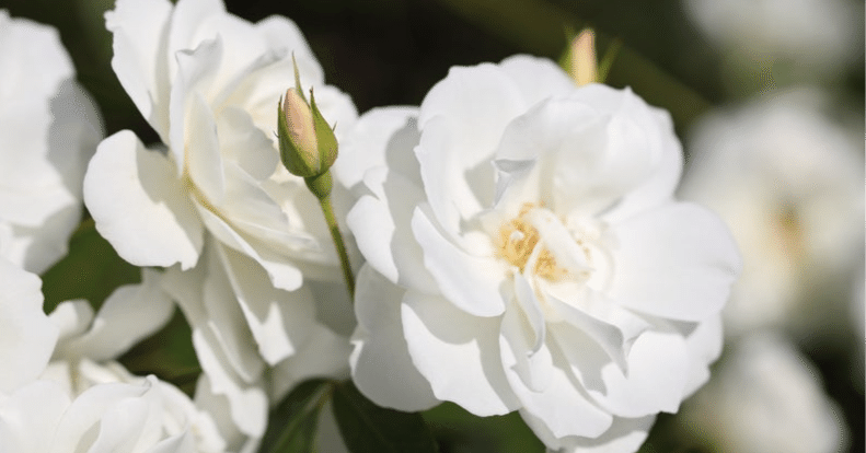 おみつさま　おまとめです 毎年恒例のお伊勢参り⛩️☀️🎍 【おてんとさま☀️】と【おけんと