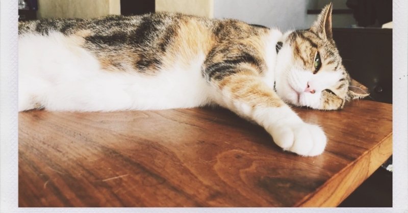 猫に関わる人々の揉め事 おきたなお Note 猫に関わる人々の揉め事 おきたなお Note