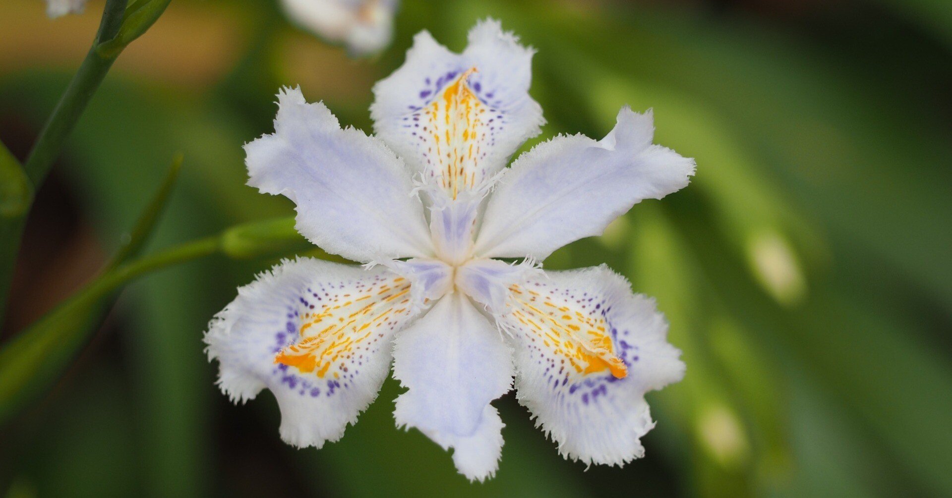 日陰を好む「シャガ」が反抗の姿勢で開花！｜櫻田弘文 (ブランディング