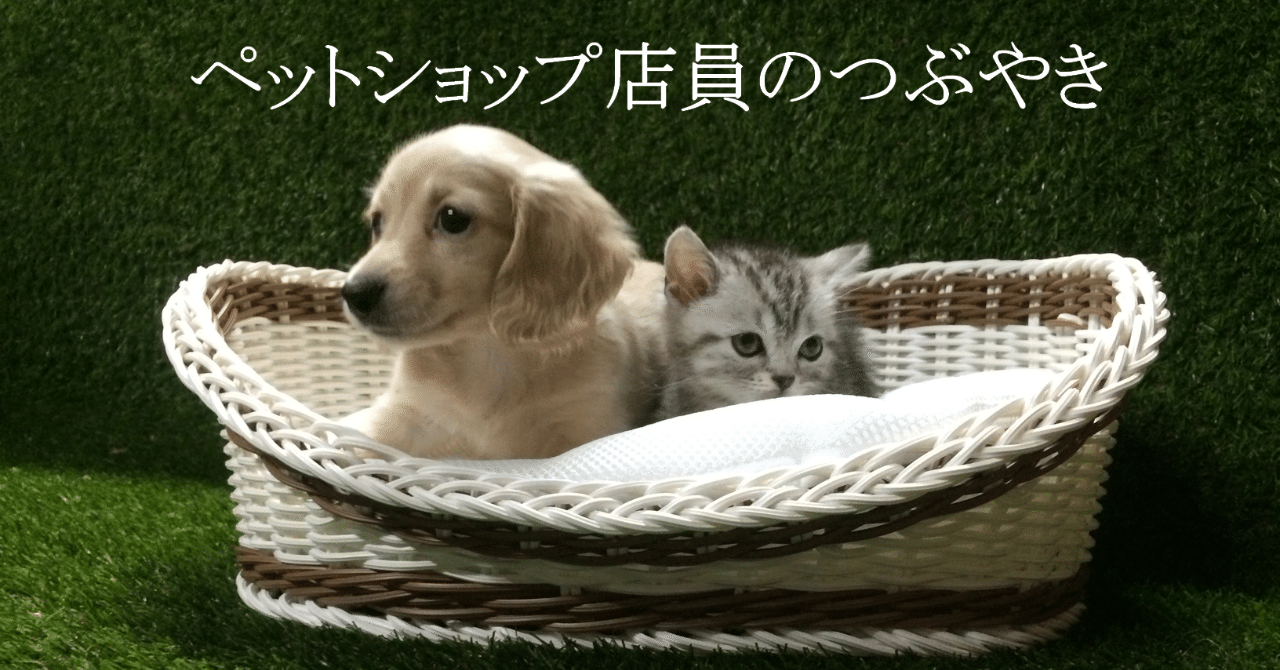 ペットショップで働きたい きょうた Note