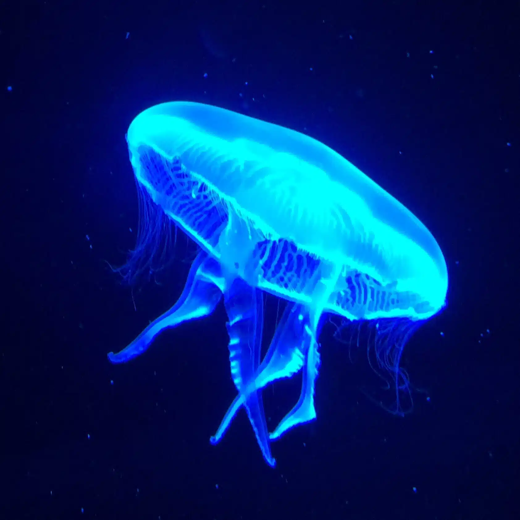 電子の海に潜む闘魂