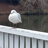 歩労（ほろう）