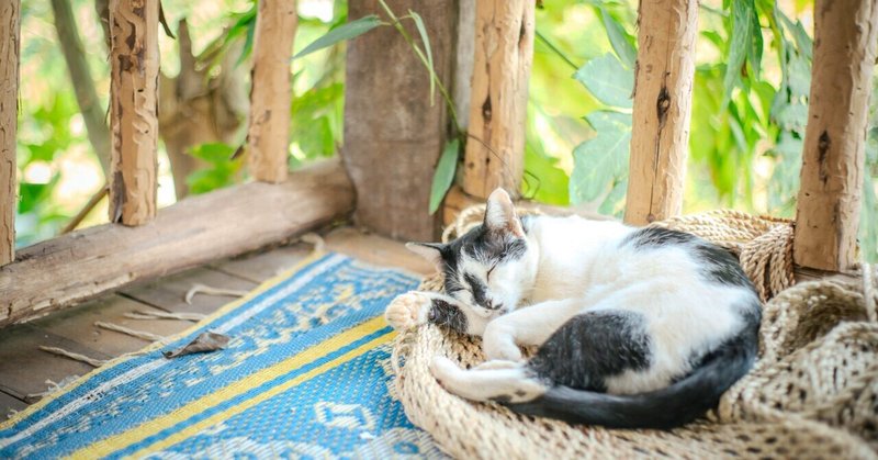 タイ•メコン川沿いにあるパパイヤヴィレッジの猫さんたちと「何もしない」をする。【チェンコーン#6】