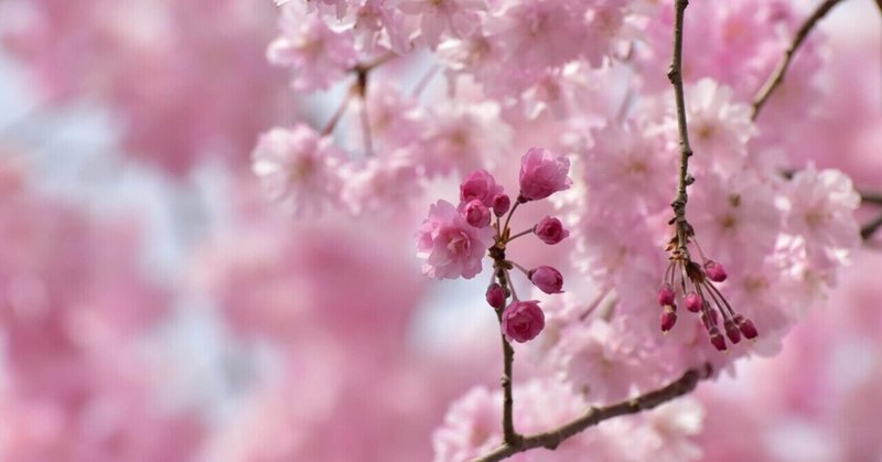 みんはい桜まつり🌸　短歌三句🌸🍒