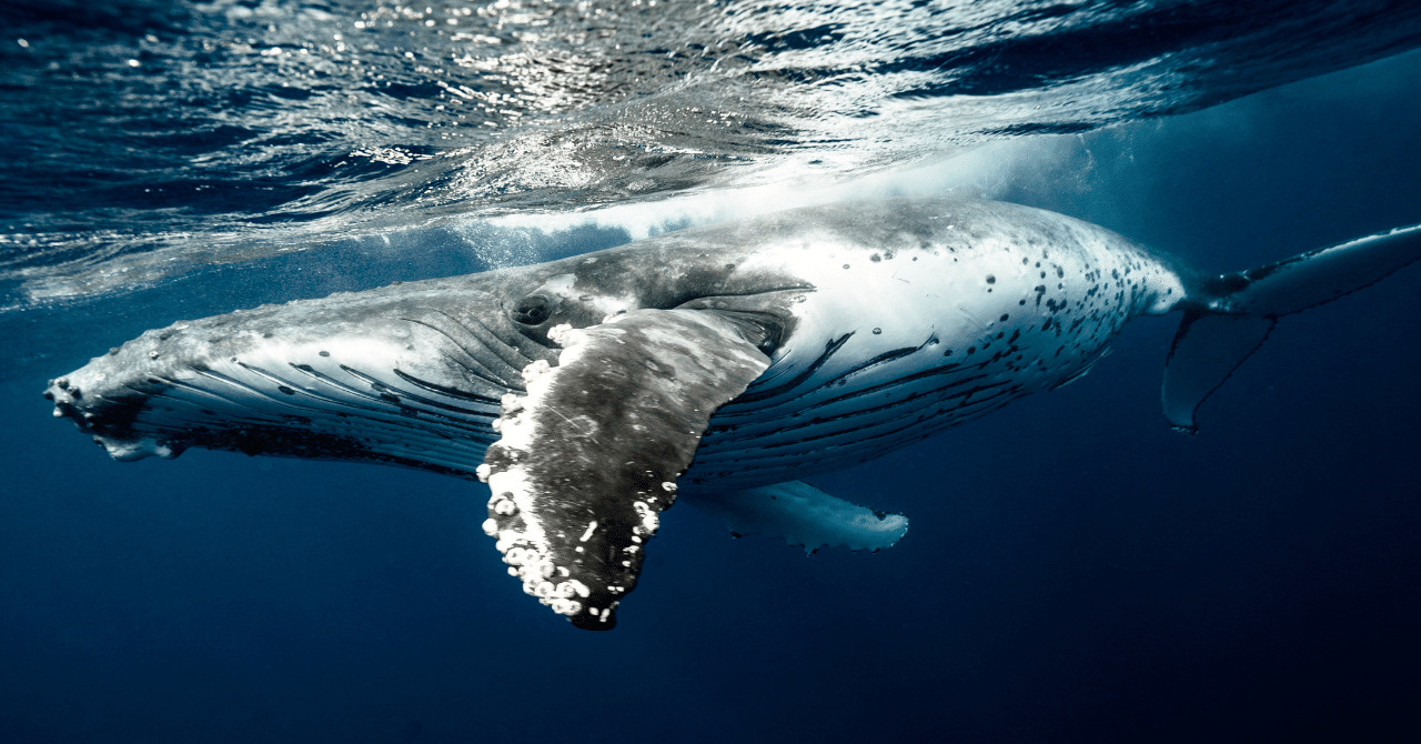 鯨と鯛