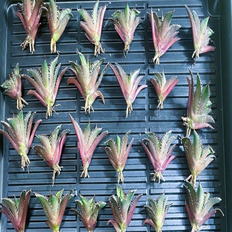 極上 アガベ 氷山 台湾輸入 ベアルート 棘界/アガベ/氷山/極上美株 - メルカリ