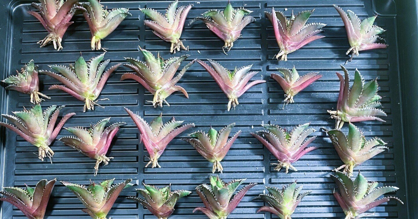 Re-NEWAL 台湾アガベの初輸入レポート|Re-NEWAL Re-NEWAL 台湾アガベの初輸入レポート|Re-NEWAL