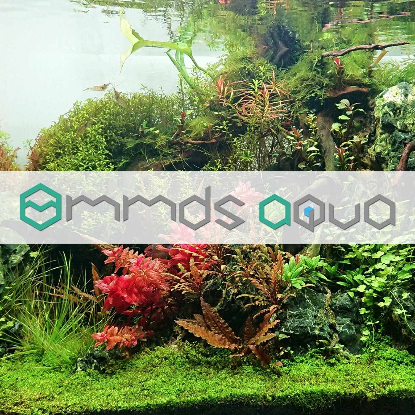 アクアリウム用浄水器ガイド｜mmdsaqua｜mmdsaqua｜note