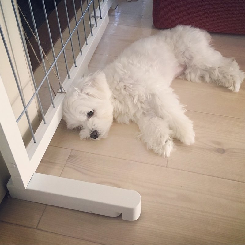 犬と手術と食べない日々と Kemara みき けいこ Note 犬と手術と食べない日々と Kemara みき けいこ Note