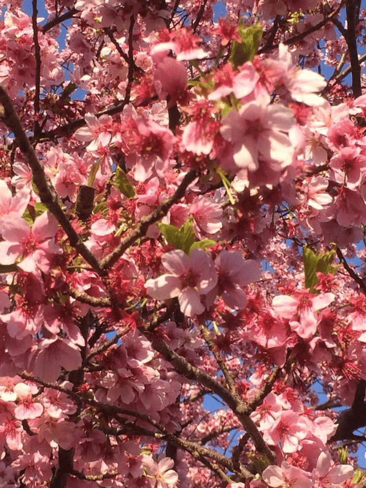 2018年の新宿御苑の桜。