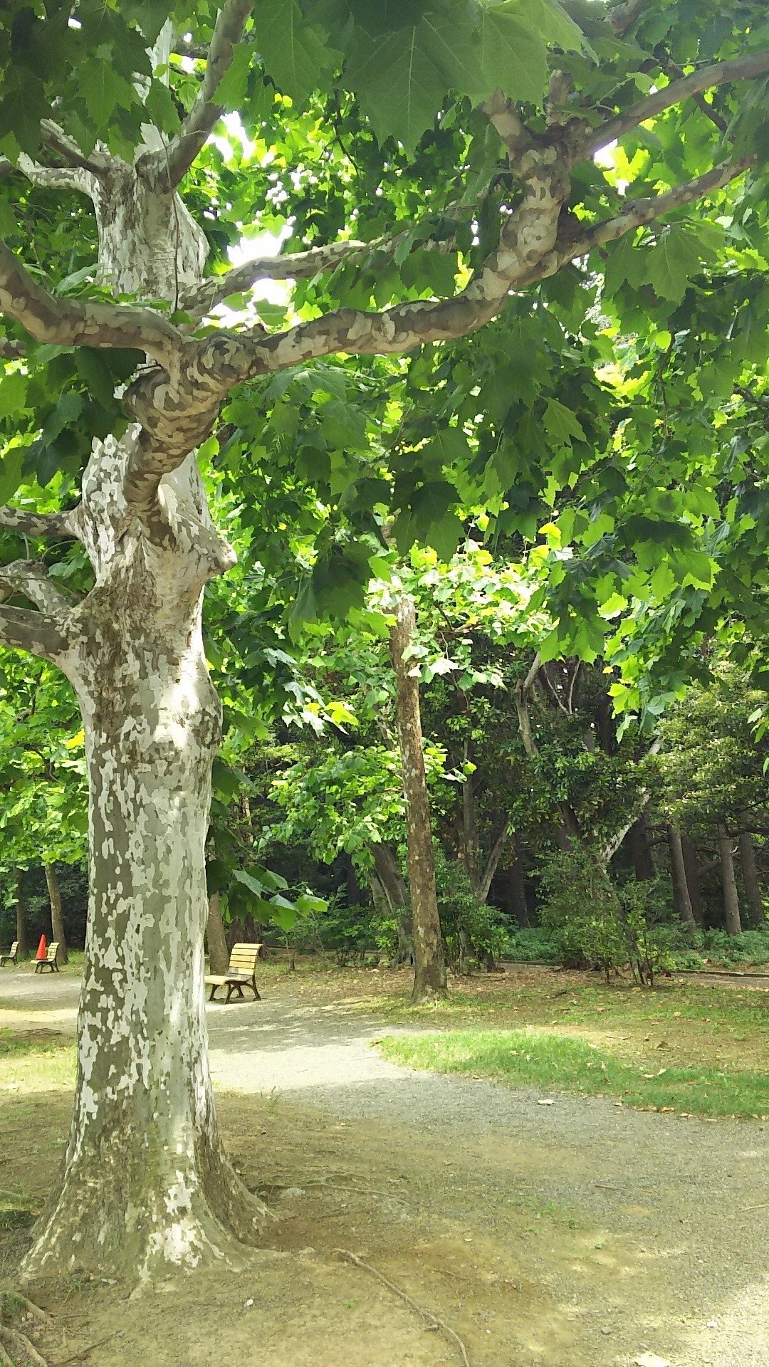 お気づきだろうか 猫又 Note