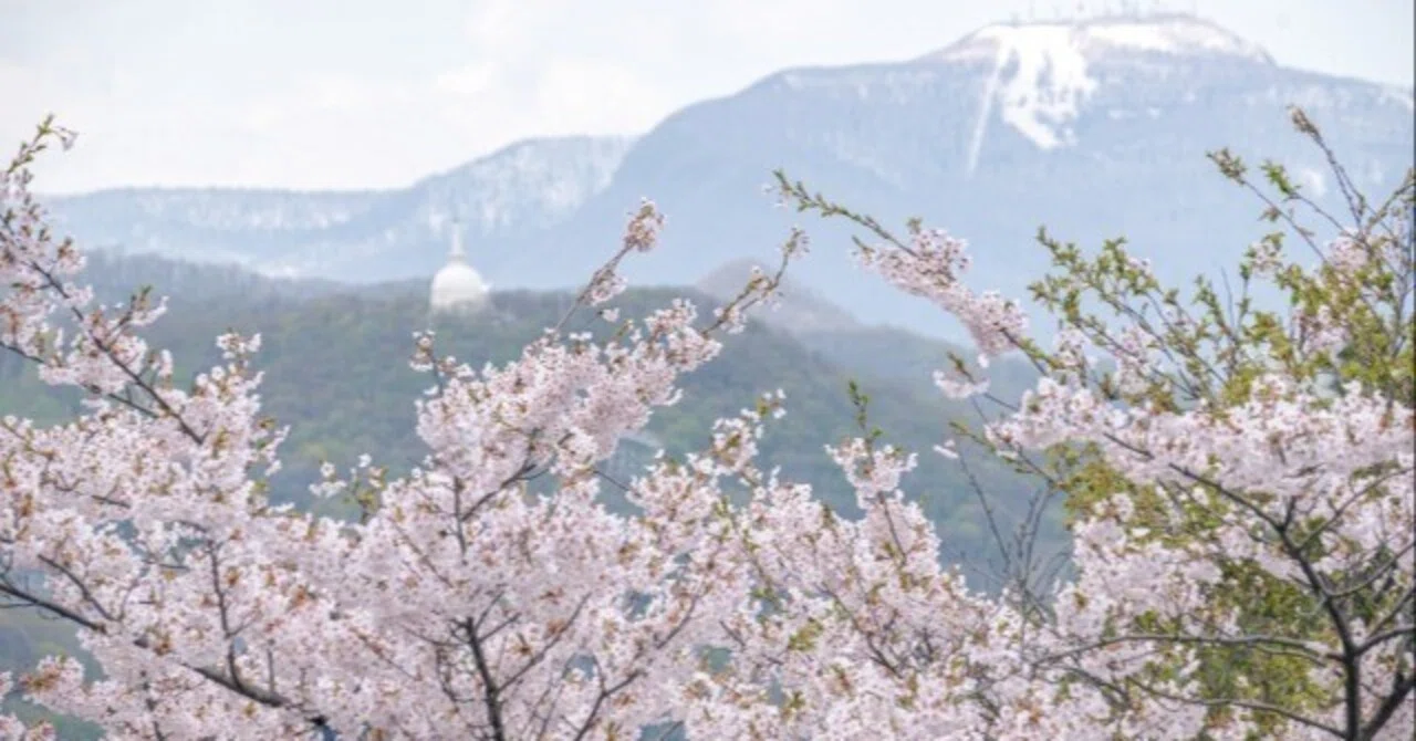 桜前線異常なし！｜島風ひゅーが
