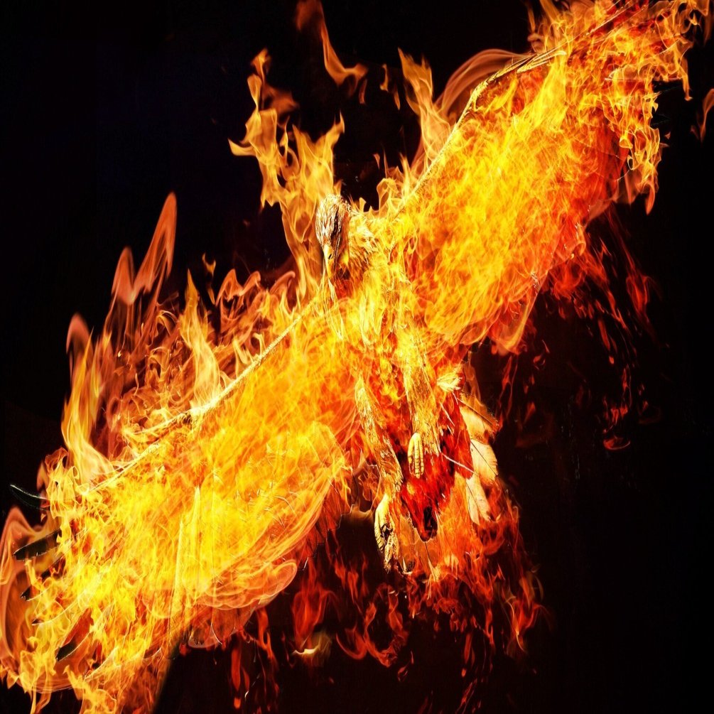 不死鳥フェニックスと鳳凰の起源を辿る🌈｜早坂 渚