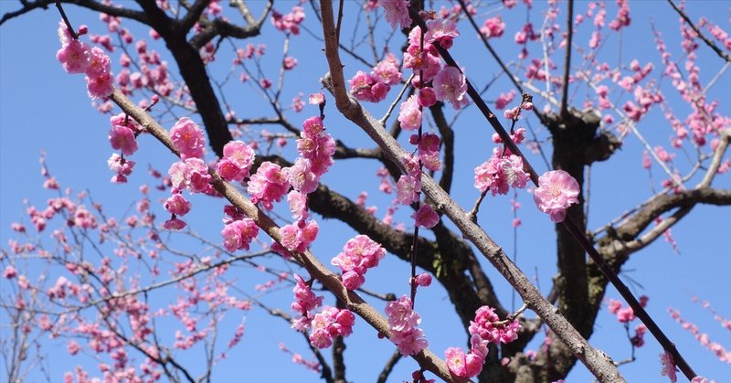 春を告げる京都を地元民がソロデート。梅の名所・北野天満宮エリアを歩いて回ったある日曜日の午後。