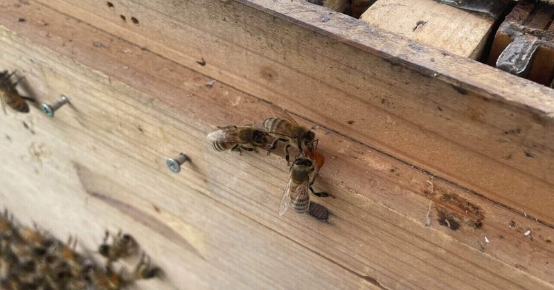 養蜂は難しい【養蜂生活1072日目】
