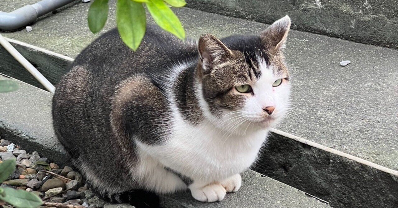 猫好きの聖地「猫村」へ｜美麗（メイリー）！台湾