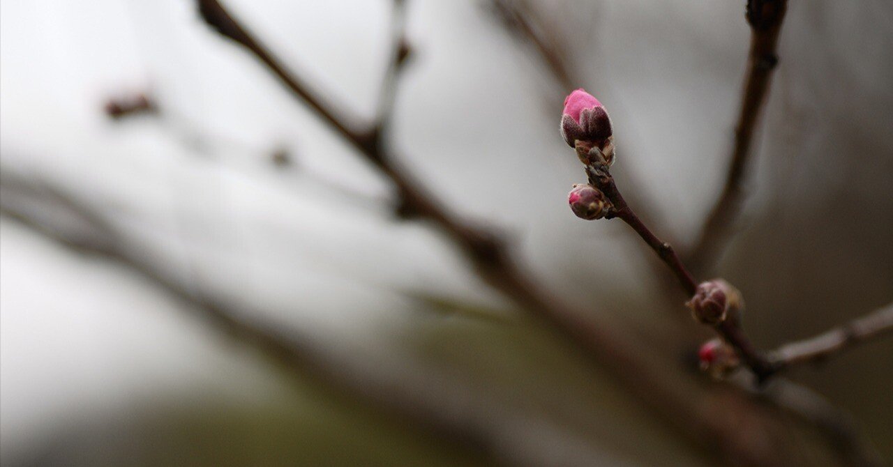 東京の桜はまだ先か 曇り空のなかを軽く撮影｜渡邊博士