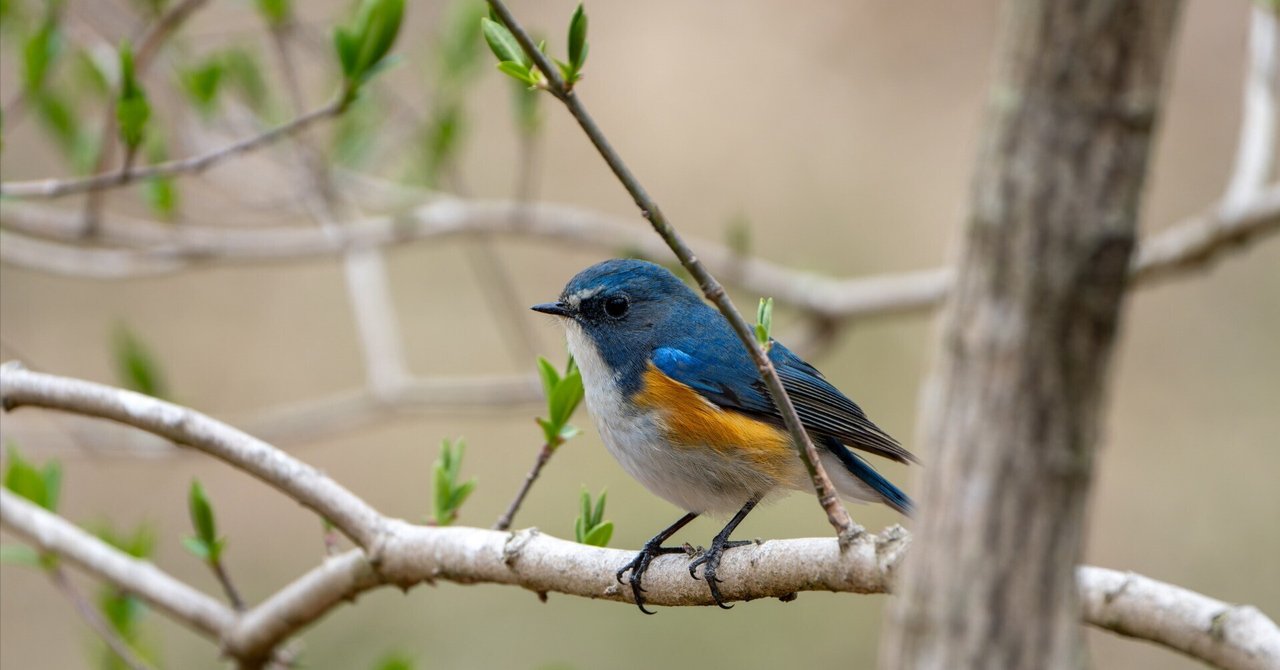 吉田 遠志 「弥生-レンギョウにルリビタキ」 吉田 遠志 「弥生 吉田 遠志 「弥生-レンギョウにルリビタキ」 吉田 遠志 「弥生