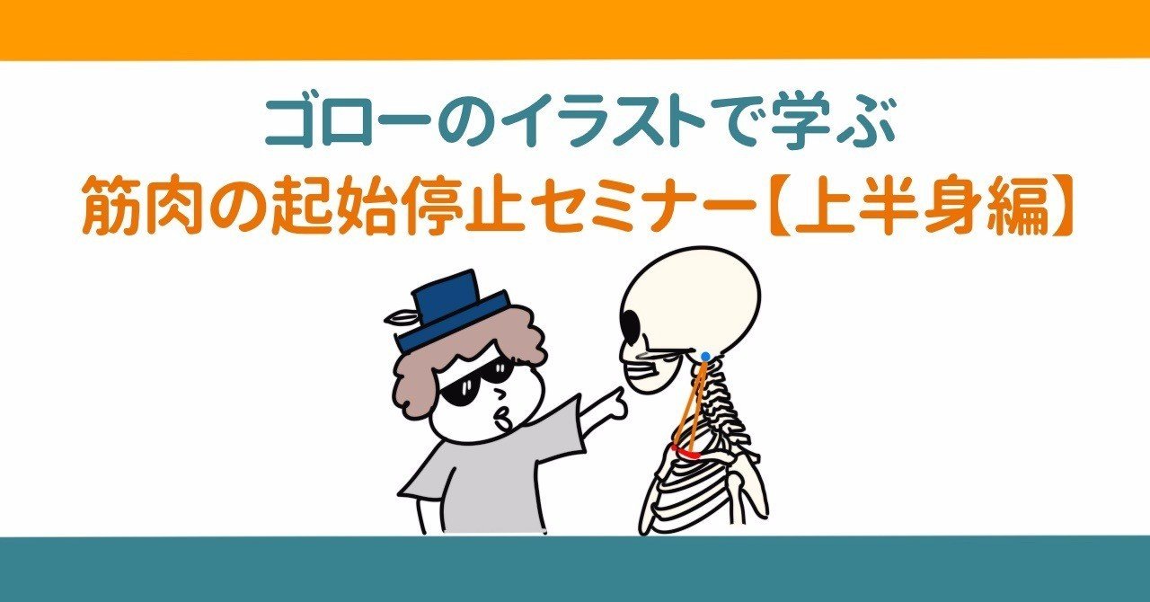 セミナー動画 イラストで学ぶ筋肉の起始停止 上半身編 解剖生理ゴロー Note