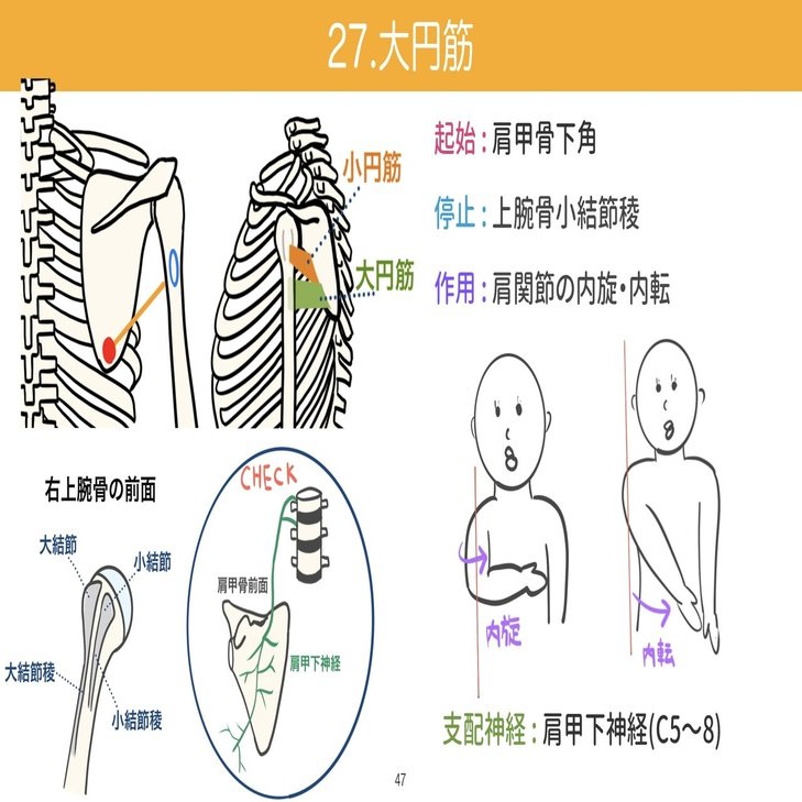 セミナー動画 イラストで学ぶ筋肉の起始停止 上半身編 解剖生理ゴロー Note