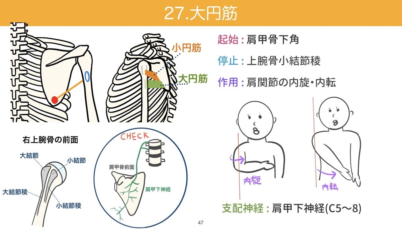 セミナー動画 イラストで学ぶ筋肉の起始停止 上半身編 解剖生理ゴロー Note セミナー動画 イラストで学ぶ筋肉の起始停止 上半身編 解剖生理ゴロー Note