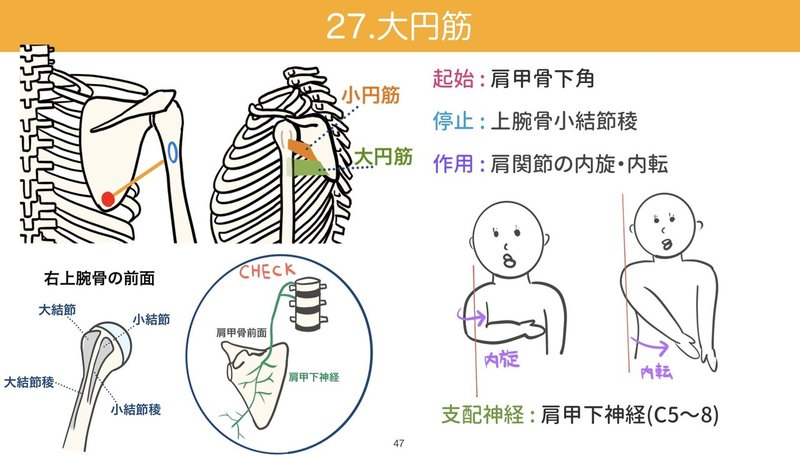セミナー動画 イラストで学ぶ筋肉の起始停止 上半身編 解剖生理ゴロー Note セミナー動画 イラストで学ぶ筋肉の起始停止 上半身編 解剖生理ゴロー Note