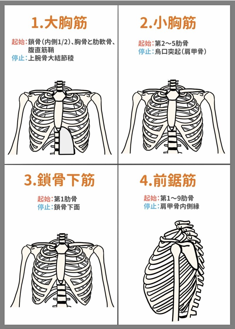 セミナー動画 イラストで学ぶ筋肉の起始停止 上半身編 解剖生理ゴロー Note